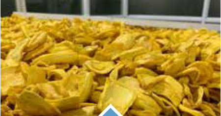 DRIED JACKFRUITS