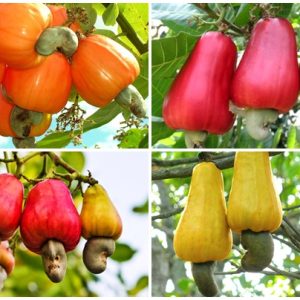 CASHEW NUT